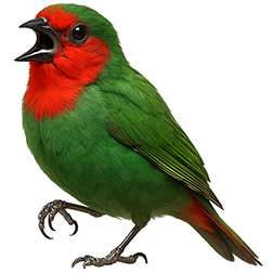 Red-throated Parrotfinch