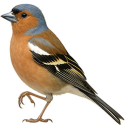 True Finches