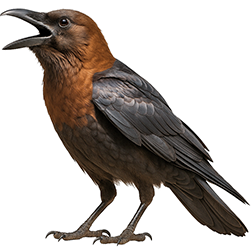Brown-Necked Raven