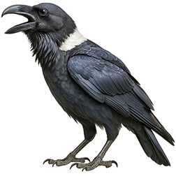 White-Necked Raven