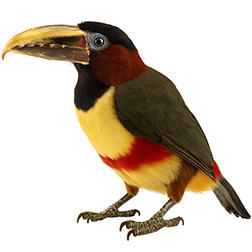 Chestnut-eared Aracari