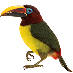 Green Aracari