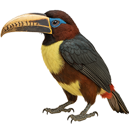 Lettered Aracari