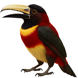 Red-necked Aracari