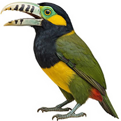  Dichromatic Toucanets