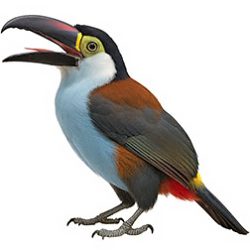 Mountain Toucans