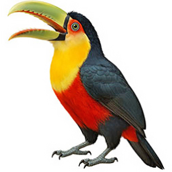 Typical Toucans
