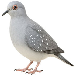 Doves