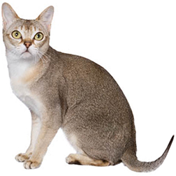  Shorthair Cat Breeds
