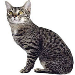 California Spangled Cat