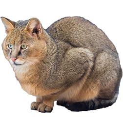 Chausie Cat