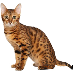 Cheetoh Cat