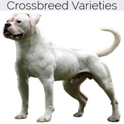 American Bulldog Crossbreeds
