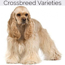 American Cocker Spaniel Dog Crossbreeds
