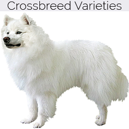 American Eskimo Dog Crossbreeds