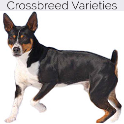 American Rat Terrier Dog Crossbreeds