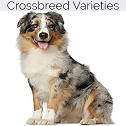 Australian Shepherd Dog Crossbreeds