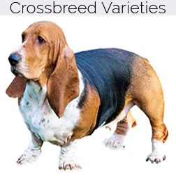 Basset Hound Dog Crossbreeds