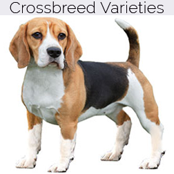 Beagle Dog Crossbreeds