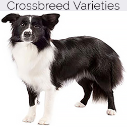 Border Collie Dog Crossbreeds