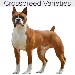 Boxer Dog Crossbreeds