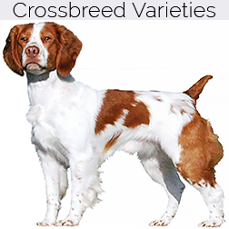 Brittany Spaniel Dog Crossbreeds
