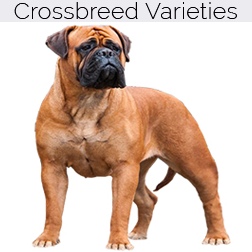 Bullmastiff Dog Crossbreeds