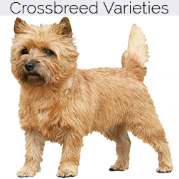 Cairn Terrier Dog Crossbreeds