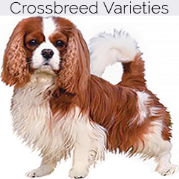 Cavalier King Charles Spaniel Dog Crossbreeds