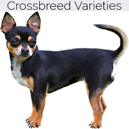 Chihuahua Dog Crossbreeds