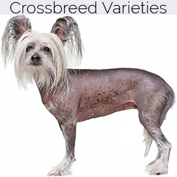 Chinese Crested Dog Crossbreeds