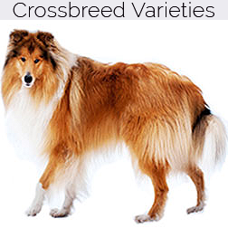 Collie Dog Crossbreeds