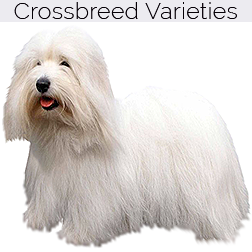 Coton De Tulear Dog Crossbreeds
