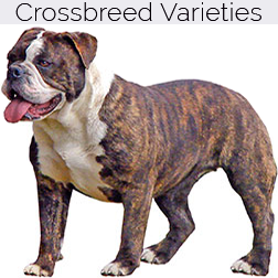 English Bulldog Crossbreeds