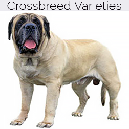 English Mastiff Dog Crossbreeds