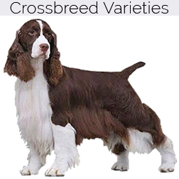English Springer Spaniel Dog Crossbreeds