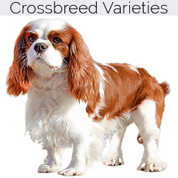 English Toy Spaniel Dog Crossbreeds