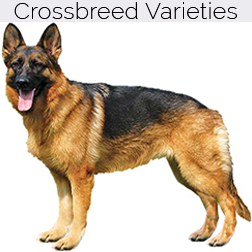 German Shepherd Dog Crossbreeds