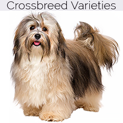 Havanese Dog Crossbreeds