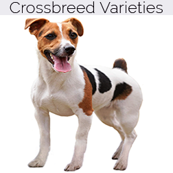 Jack Russell Terrier Dog Crossbreeds