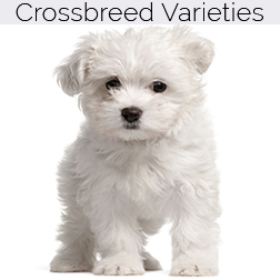 Maltese Dog Crossbreeds