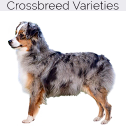 Miniature Australian Shepherd Dog Crossbreeds