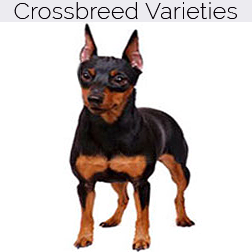 Miniature Pinscher Dog Crossbreeds