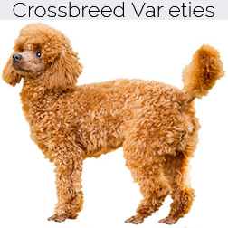 Miniature Poodle Crossbreeds