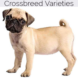 Pug Dog Crossbreeds