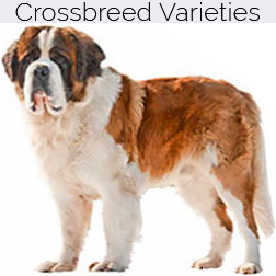 Saint Bernard Dog Crossbreeds