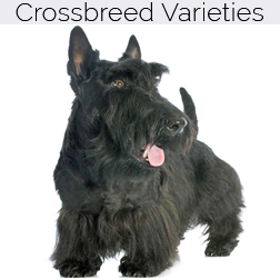 Scottish Terrier Dog Crossbreeds