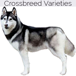Siberian Husky Dog Crossbreeds