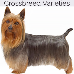 Silky Terrier Dog Crossbreeds