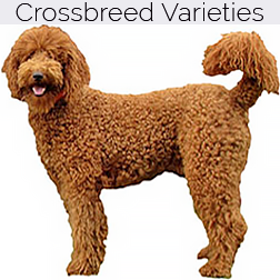 Standard Poodle Dog Crossbreeds